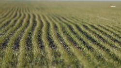 Озимые взошли на 1,7 млн га ставропольских полей