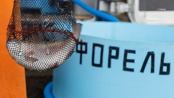 Улов товарной рыбы превысил 4 тыс. тонн на Ставрополье