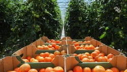Аграрии Ставрополья в 2022 году вырастили более 79 тыс. тонн томатов