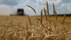 Более 390 тыс. тонн зерна намолотили аграрии Советского округа