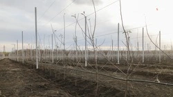 Владельцы плодовых питомников получили выплаты на Ставрополье