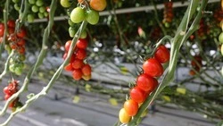 Ставропольские аграрии получили гранты на развитие сельхозпроизводства