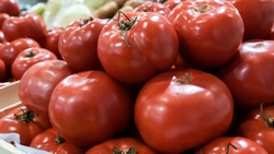 В теплицах Ставропольского края производят уникальные для России томаты и салаты