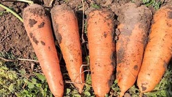 Аграрии Ставрополья на 67% повысили урожайность моркови