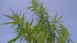 Пятигорчанин ответит за культивирование конопли и хранение марихуаны