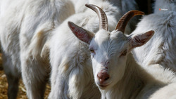 На Ставрополье расширят экспортный потенциал животноводческой отрасли