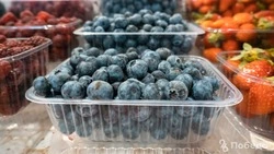 На Ставрополье в промышленных масштабах выращивают голубику