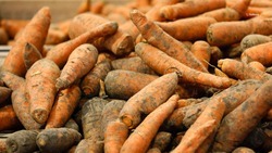 С начала года Армения закупила 155 тонн ставропольской моркови