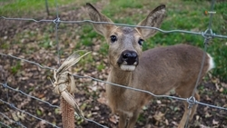 Площадки для подкормки диких животных создают на Ставрополье